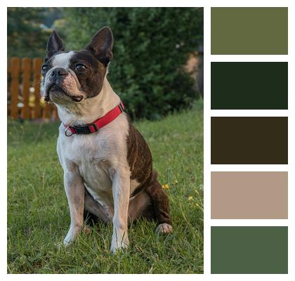 Dog Yard Boston Terrier Image